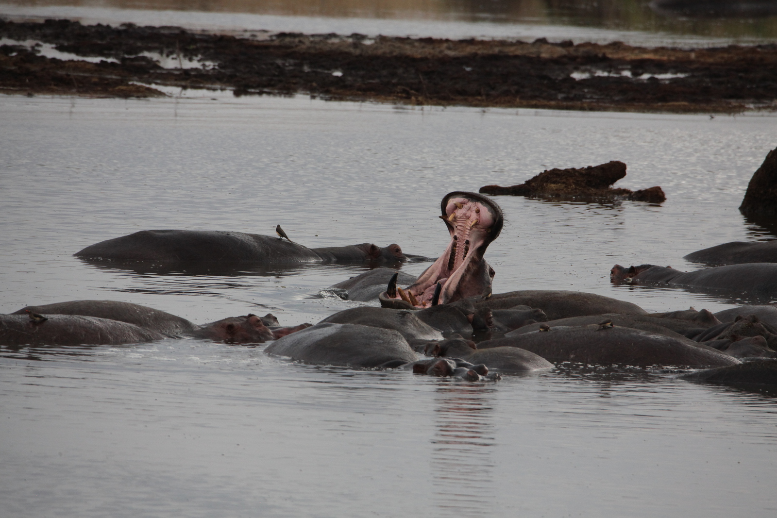 Serengeti N.P. Nijlpaard (Hippopotamus Amphibius) (1632)