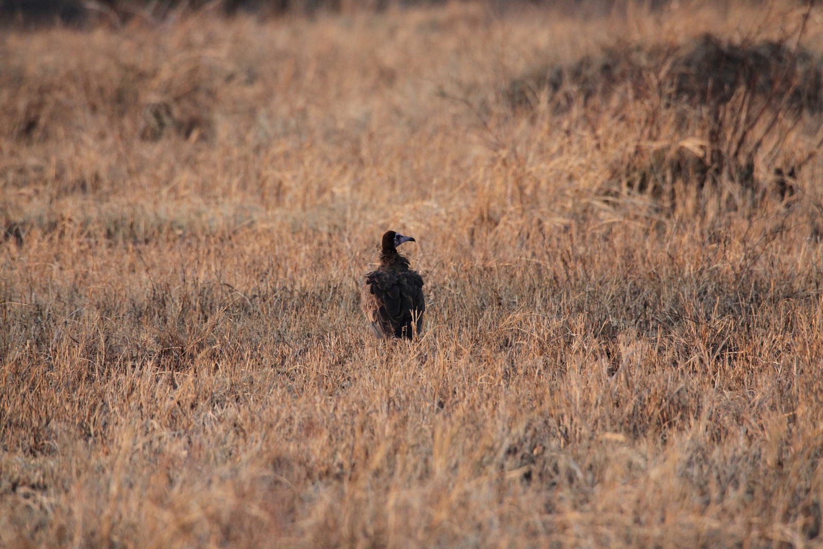 Serengeti N.P. Kapgier (Necrosyrtes Monachus) (1123)