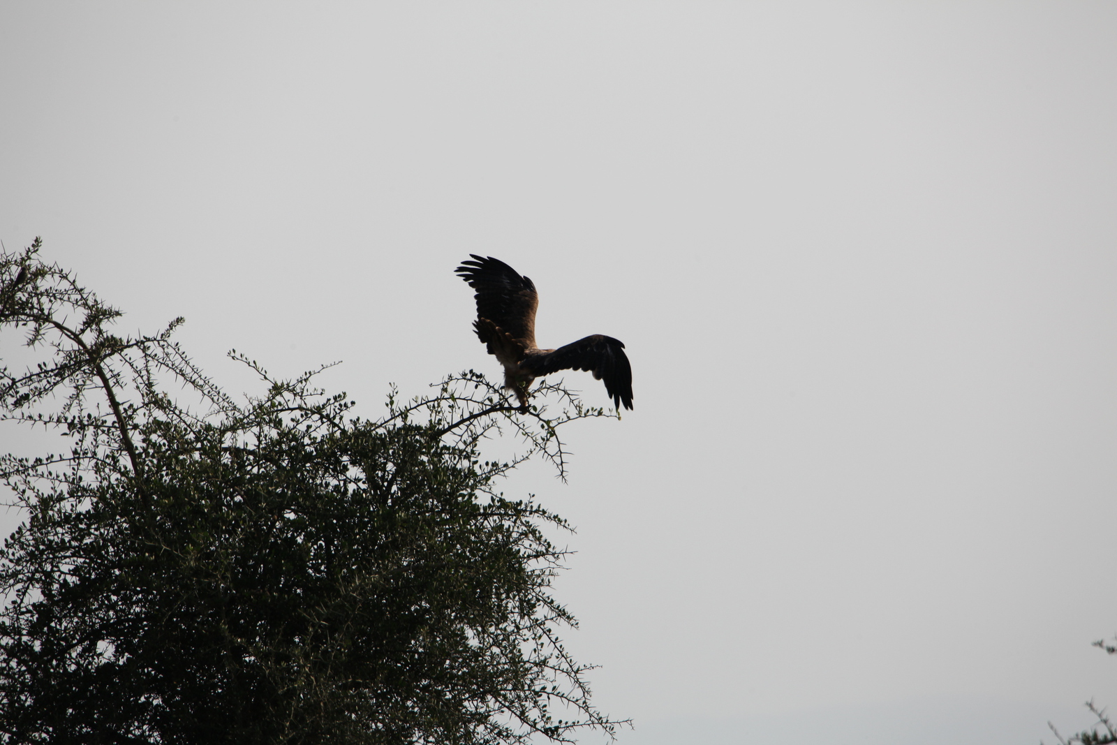 Serengeti N.P. Savannearend (Aquila Rapax) (1149)