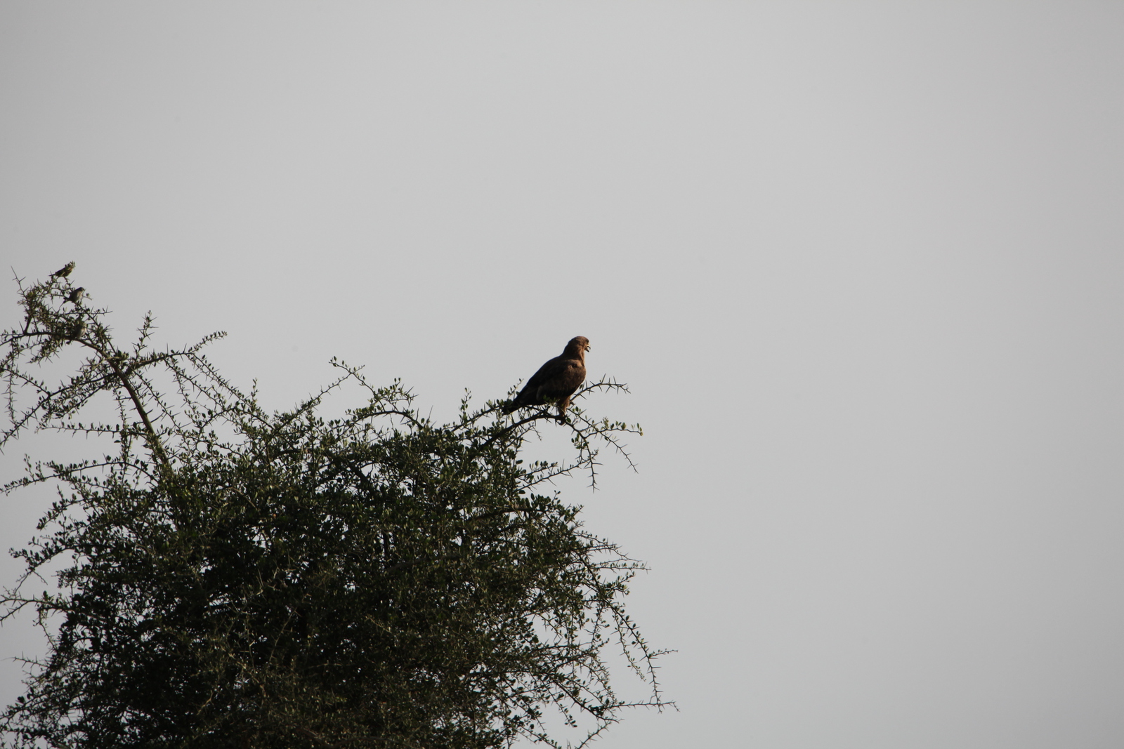 Serengeti N.P. Savannearend (Aquila Rapax) (1152)