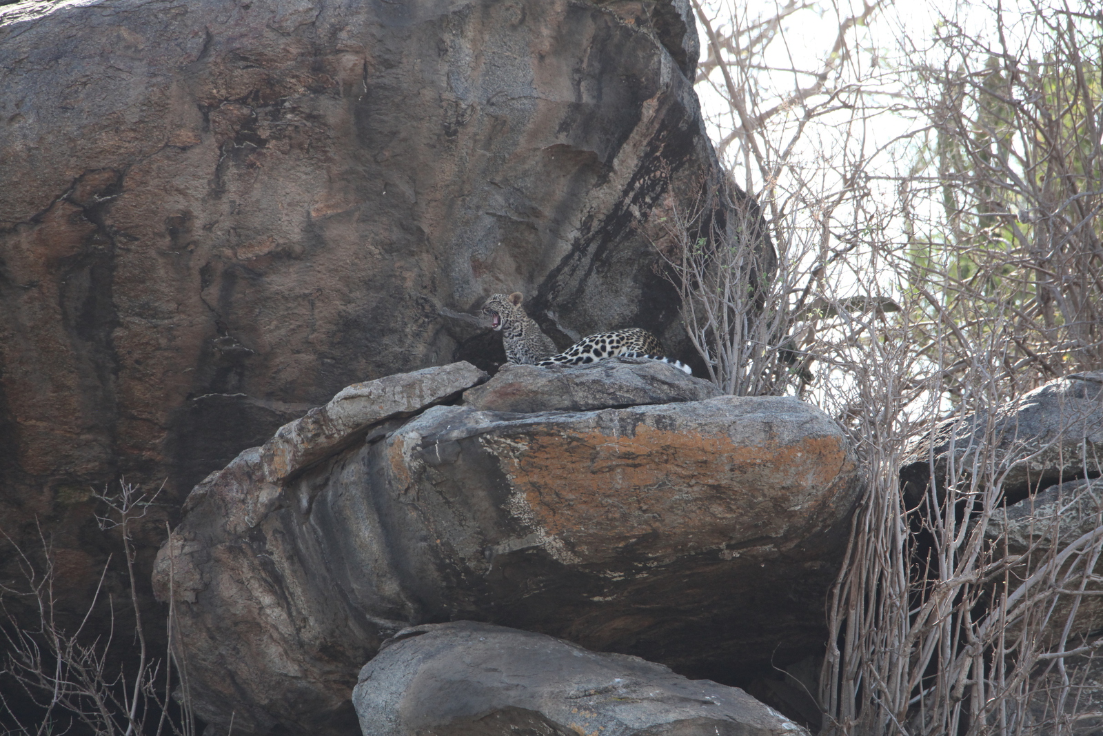 Serengeti N.P. Luipaard (Panthera Pardus) (1157)