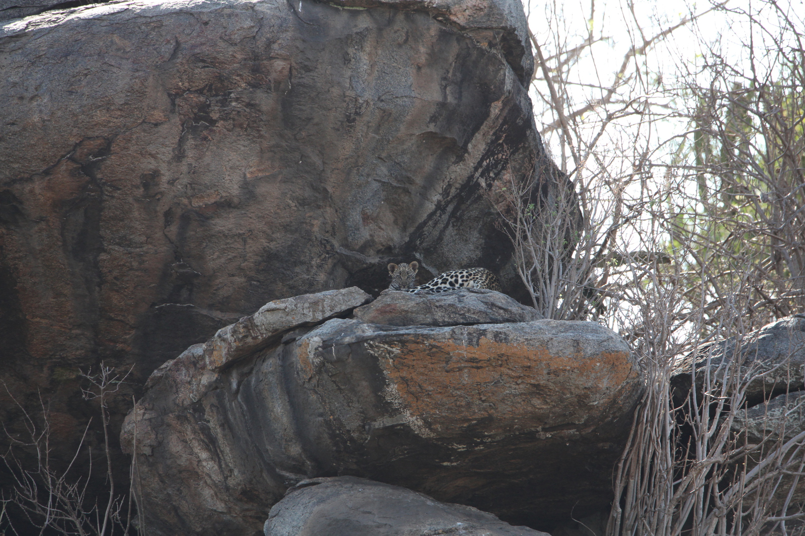 Serengeti N.P. Luipaard (Panthera Pardus) (1161)