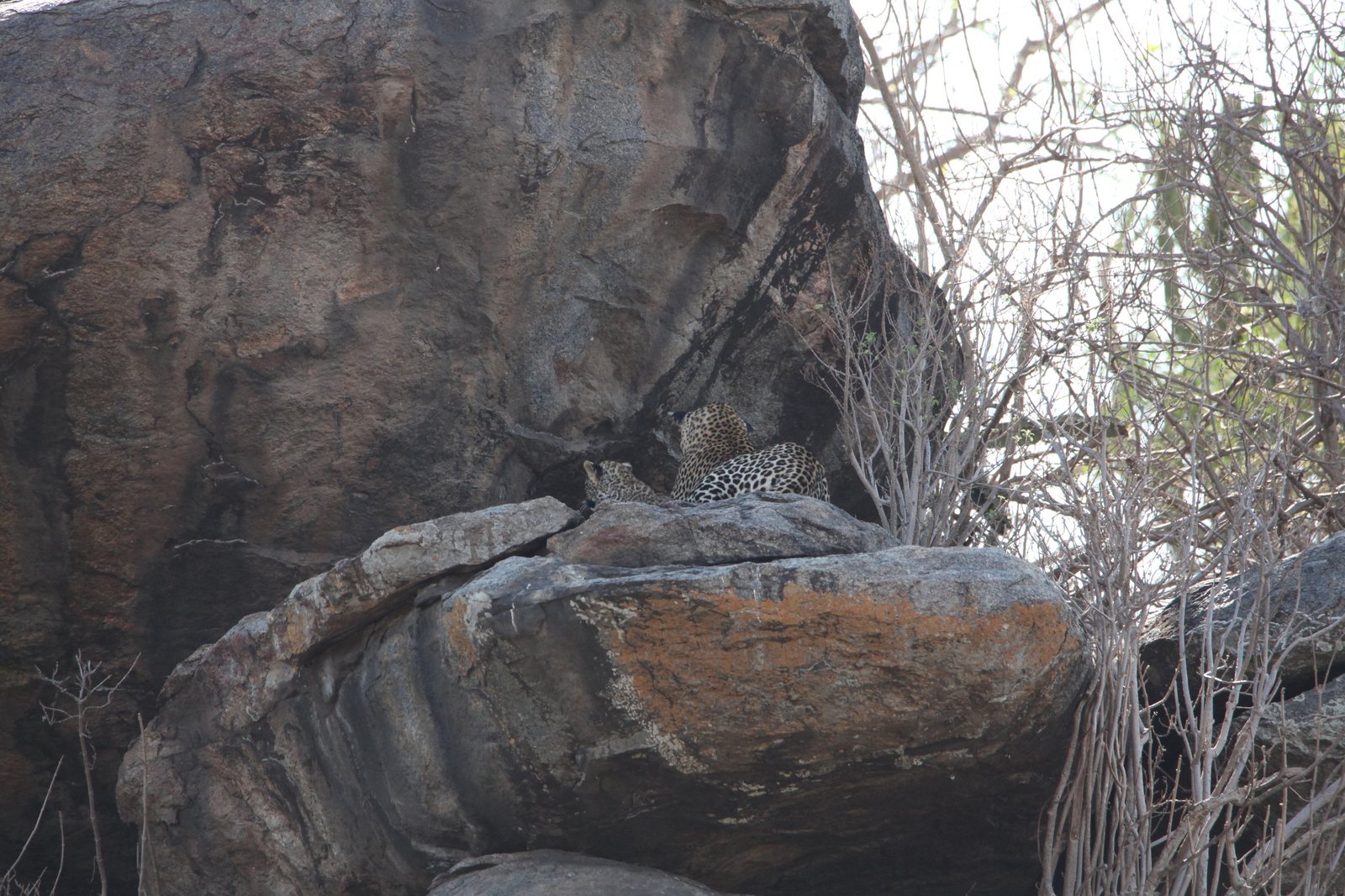 Serengeti N.P. Luipaard (Panthera Pardus) (1174)