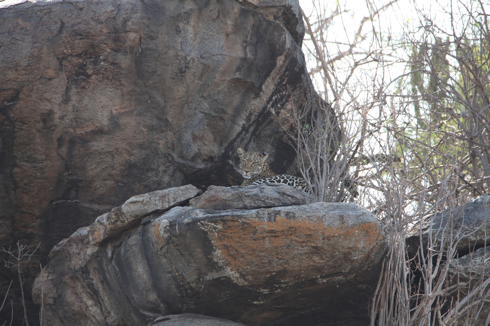 Serengeti N.P. Luipaard (Panthera Pardus) (1179)