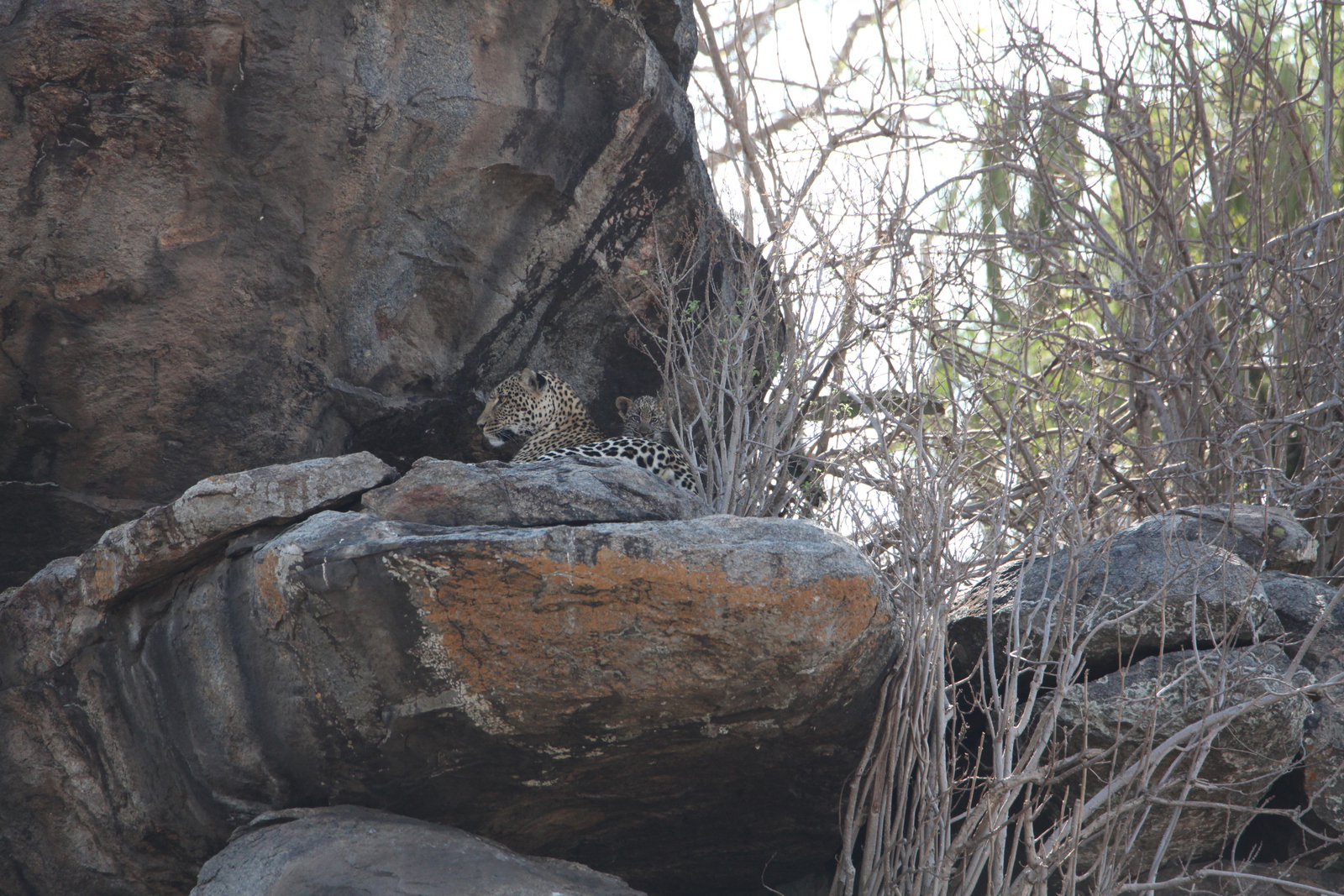 Serengeti N.P. Luipaard (Panthera Pardus) (1188)