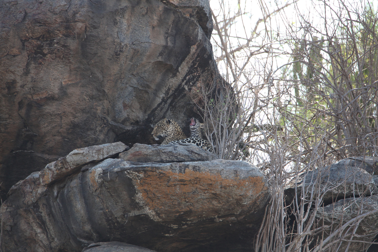 Serengeti N.P. Luipaard (Panthera Pardus) (1192)