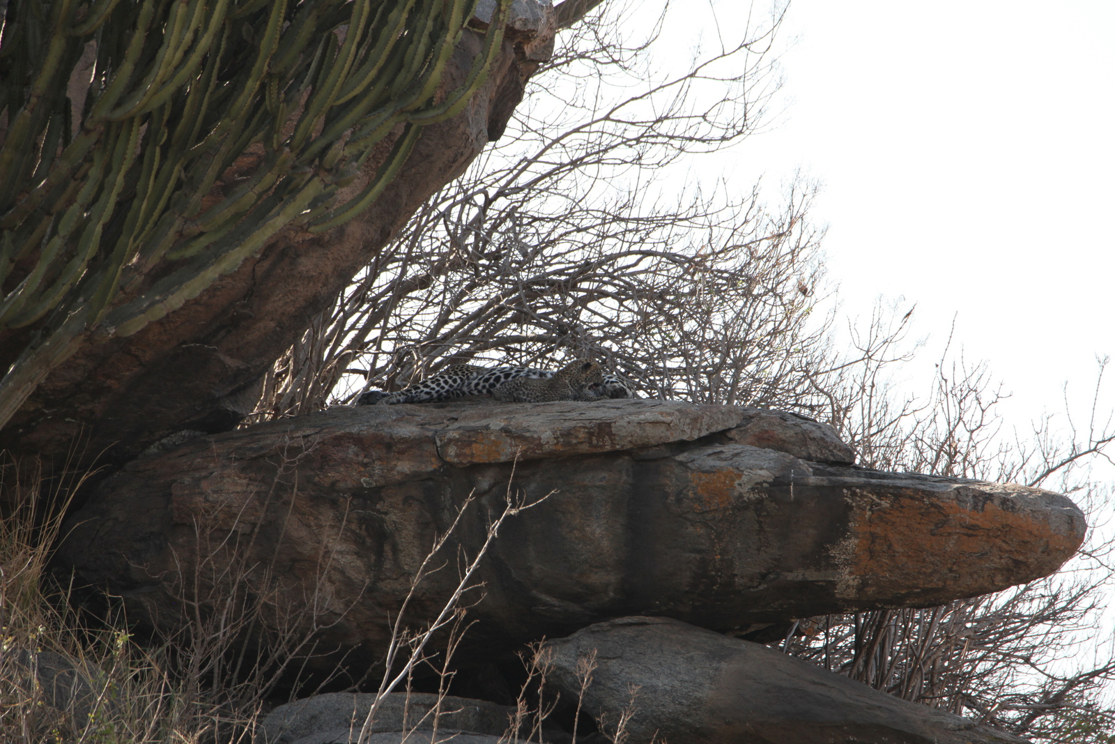 Serengeti N.P. Luipaard (Panthera Pardus) (1205)