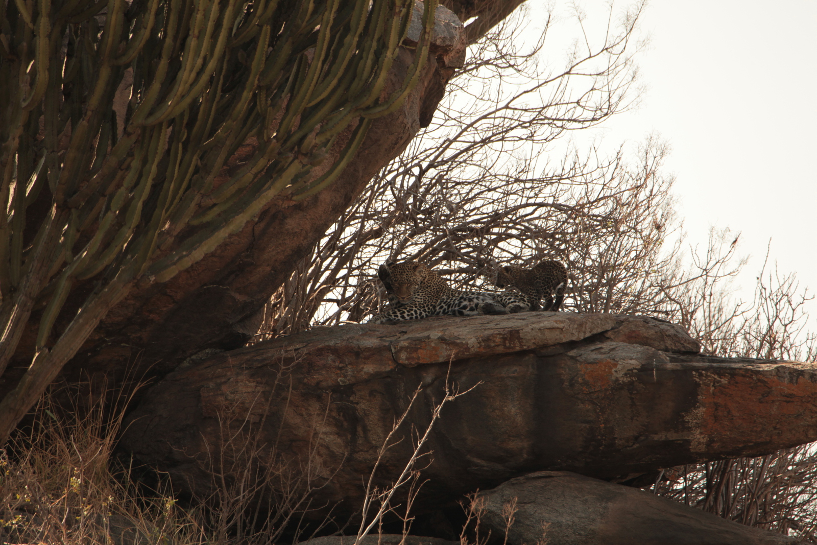 Serengeti N.P. Luipaard (Panthera Pardus) (1228)