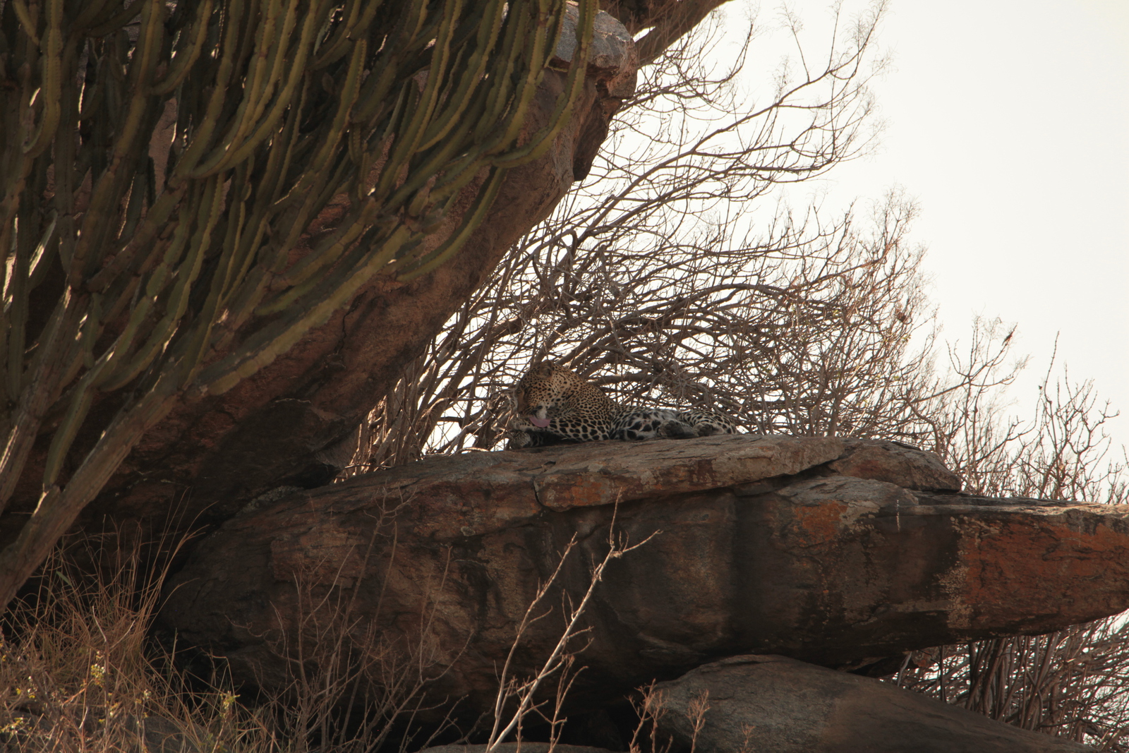 Serengeti N.P. Luipaard (Panthera Pardus) (1242)