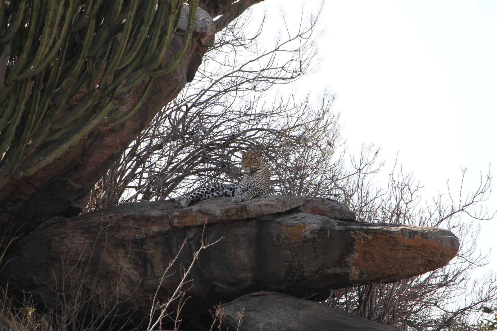 Serengeti N.P. Luipaard (Panthera Pardus) (1259)