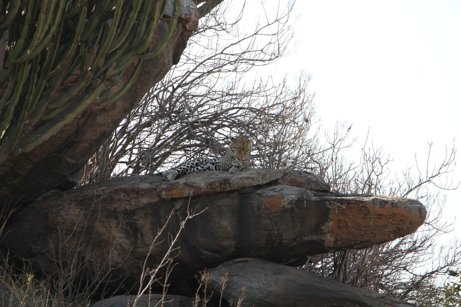 Serengeti N.P. Luipaard (Panthera Pardus) (1272)