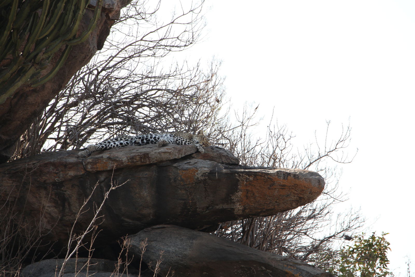 Serengeti N.P. Luipaard (Panthera Pardus) (1276)