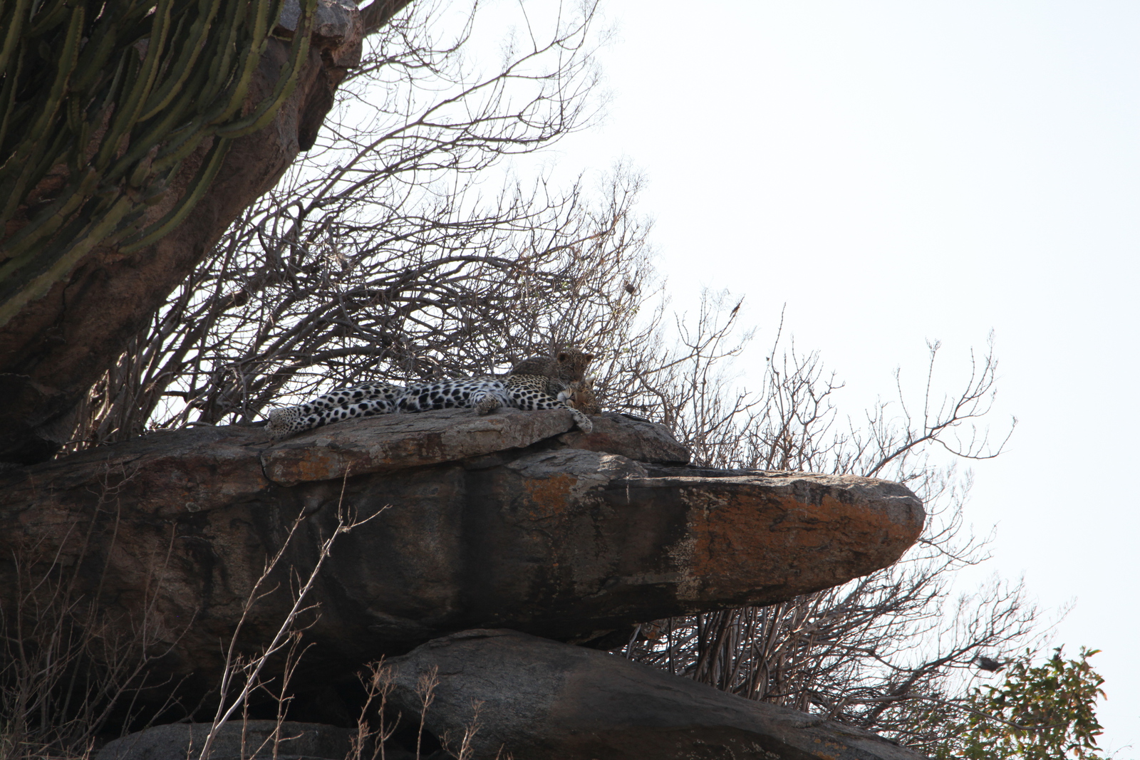 Serengeti N.P. Luipaard (Panthera Pardus) (1295)