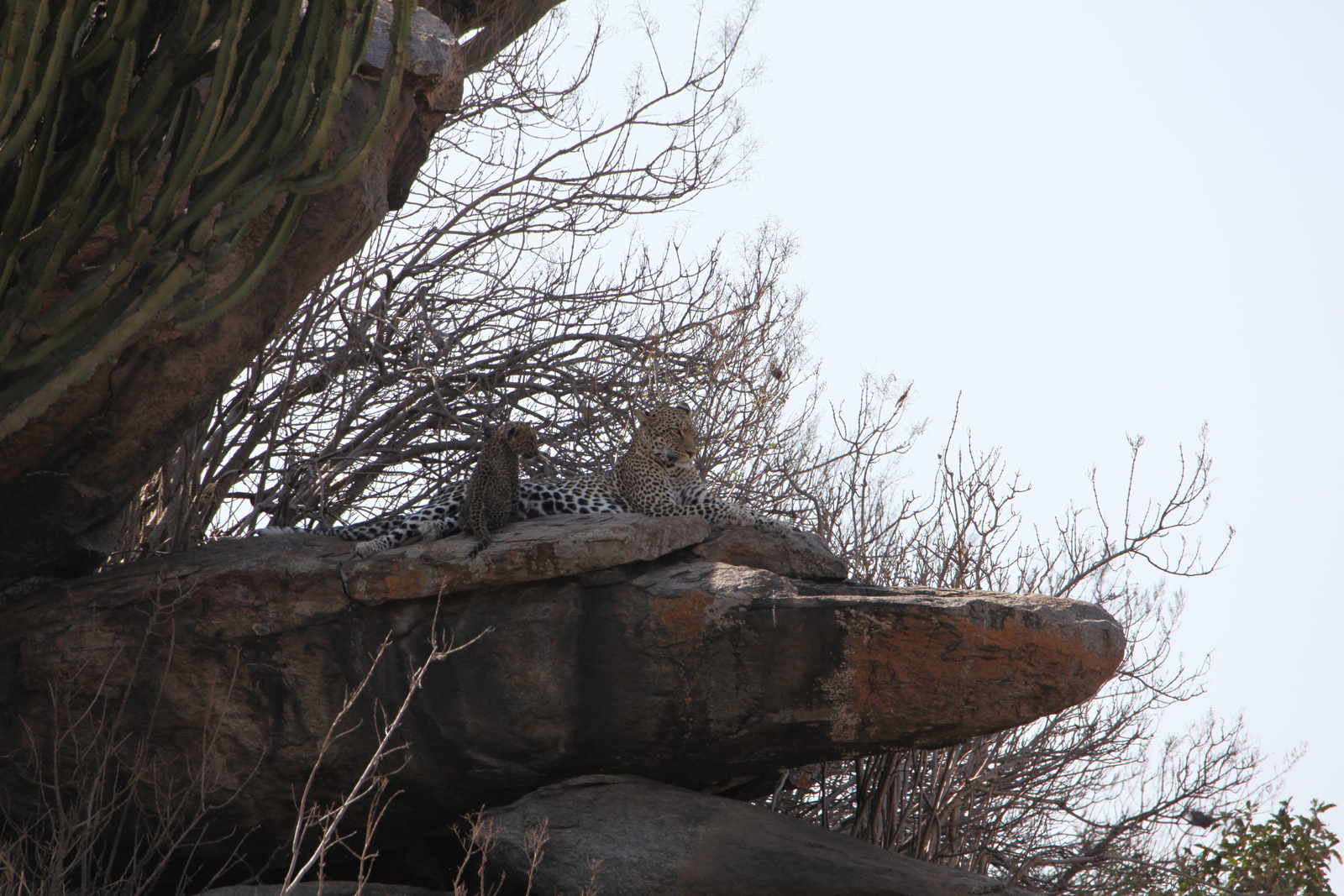 Serengeti N.P. Luipaard (Panthera Pardus) (1322)