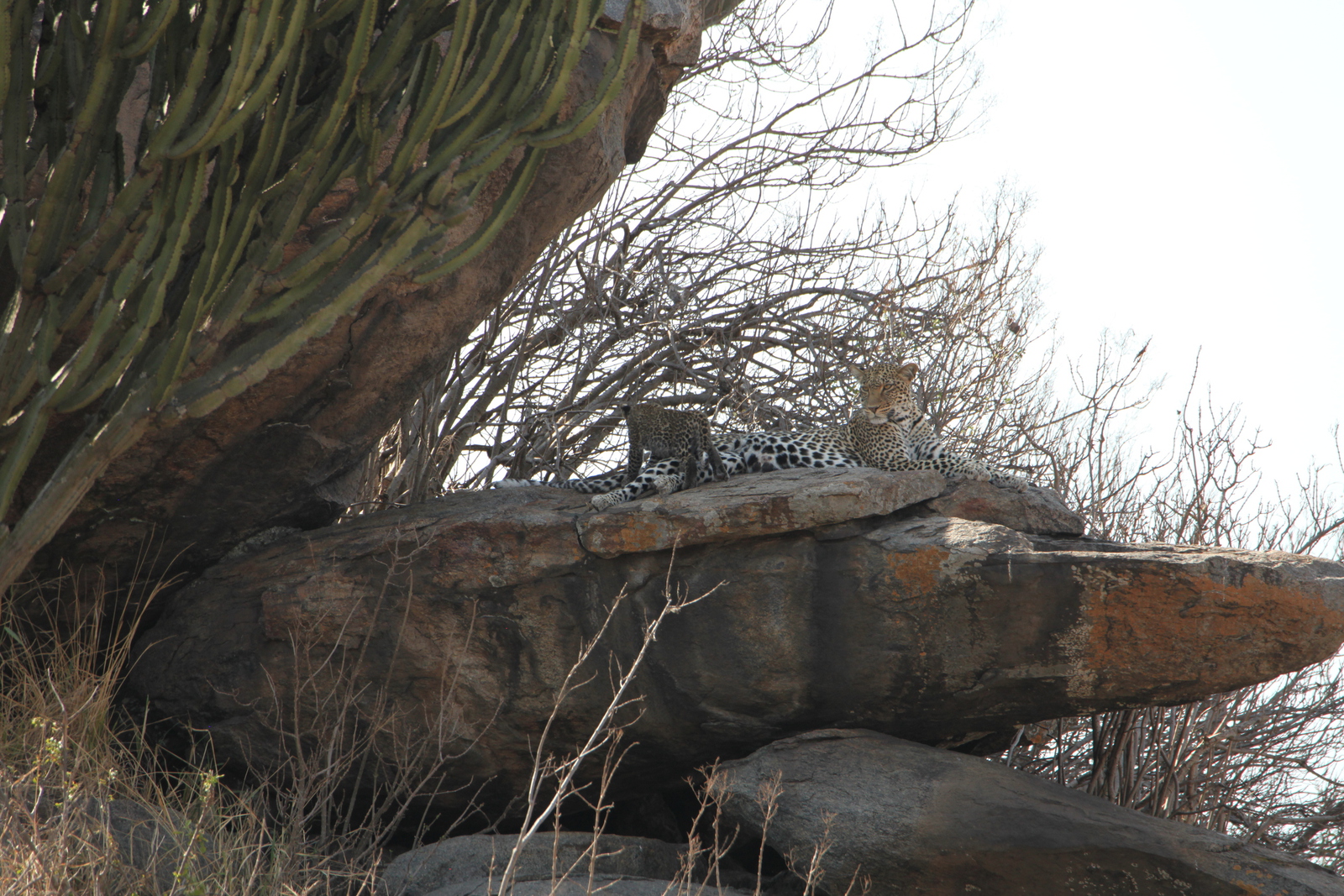 Serengeti N.P. Luipaard (Panthera Pardus) (1326)