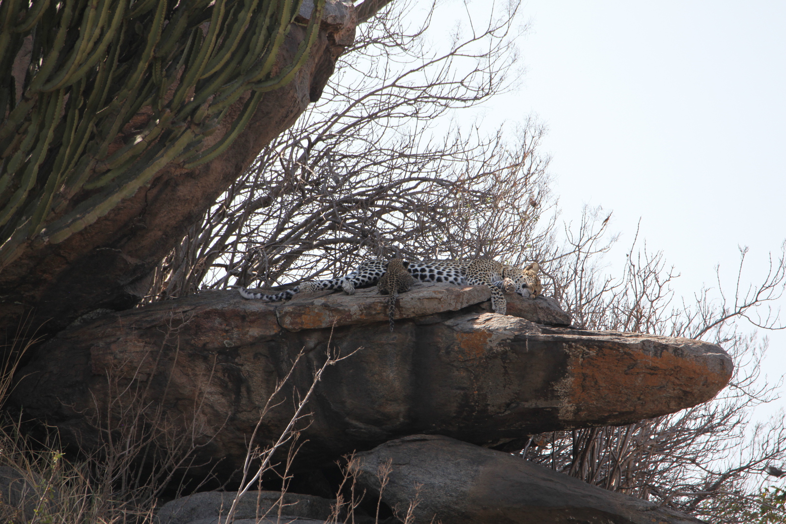 Serengeti N.P. Luipaard (Panthera Pardus) (1344)