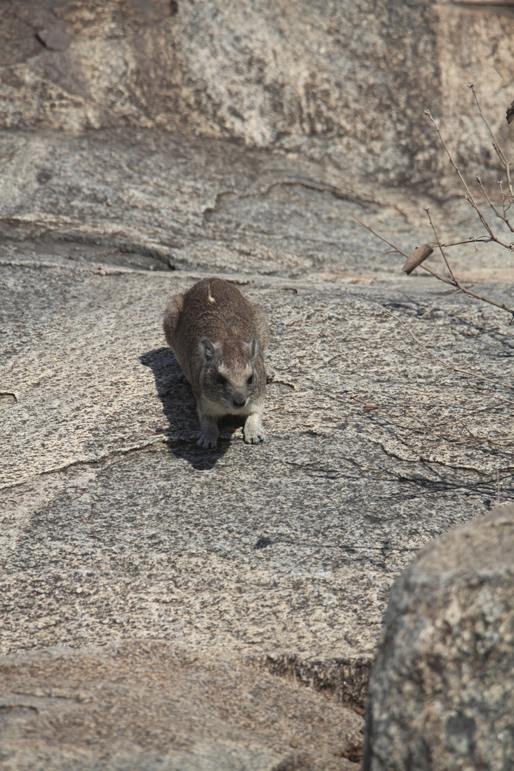 Serengeti N.P. Kaapse Klipdas (Procavia Capensis) (1353)