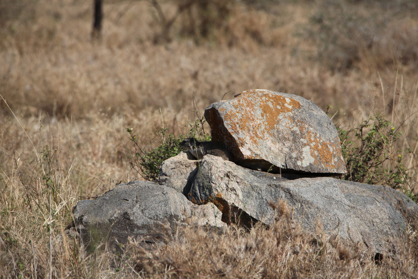 Serengeti N.P. Kaapse Klipdas (Procavia Capensis) (1362)