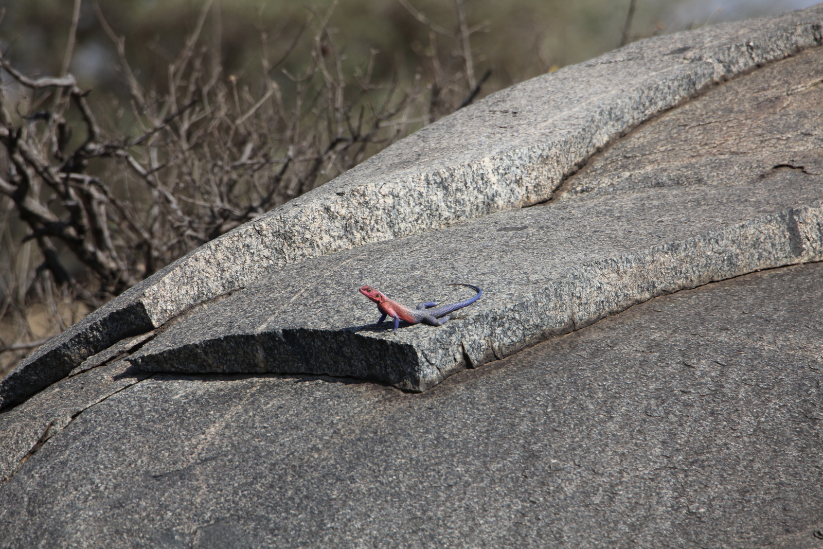 Serengeti N.P. Agama Mwanzae (Agama Mwanzae) (1365)