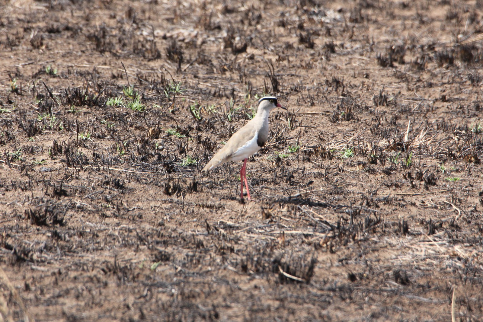 Serengeti N.P. Diadeemkievit (Vanellus Coronatus) (1372)