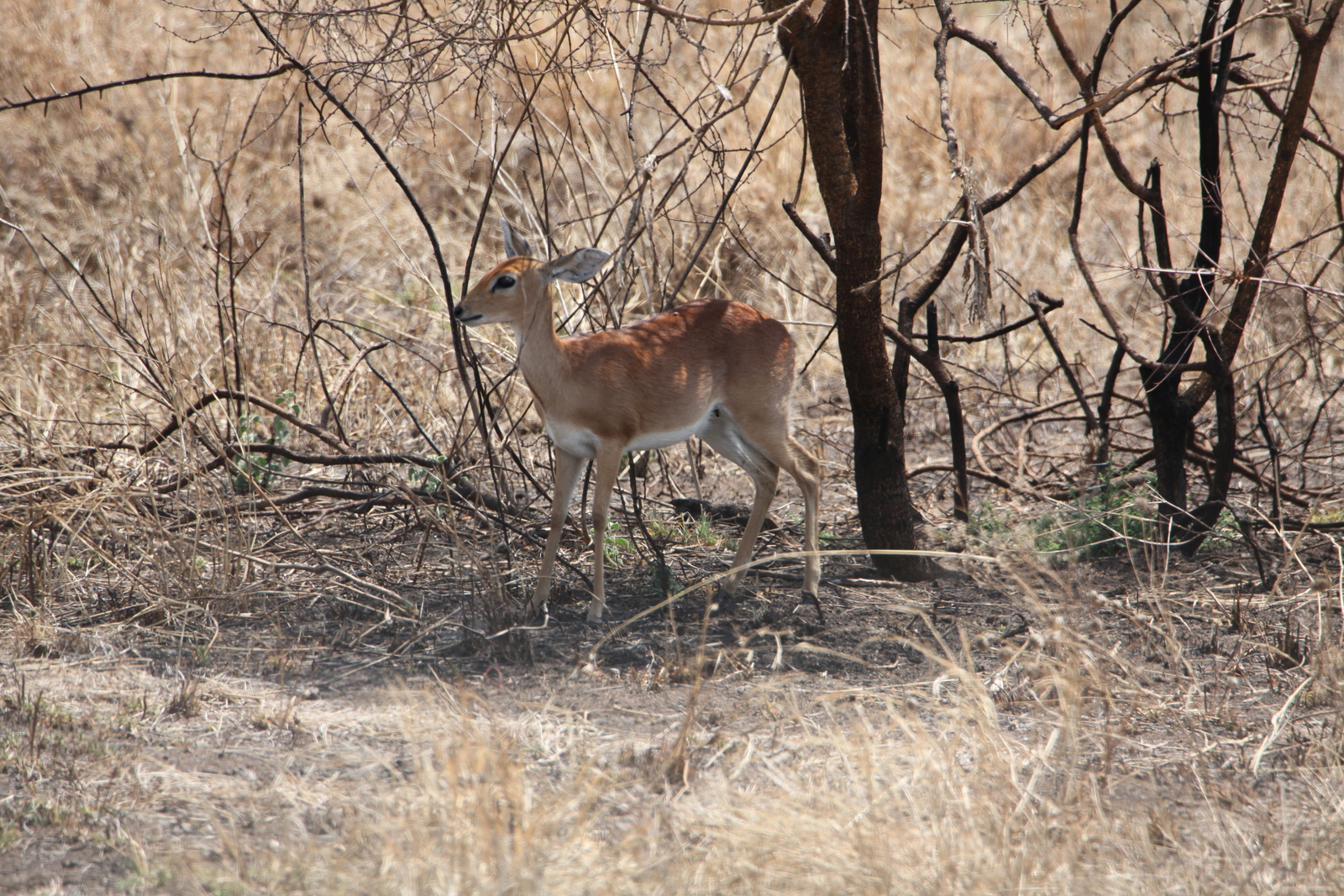 Serengeti N.P. Steenbokantilope (Raphicerus Campestris) (1391)