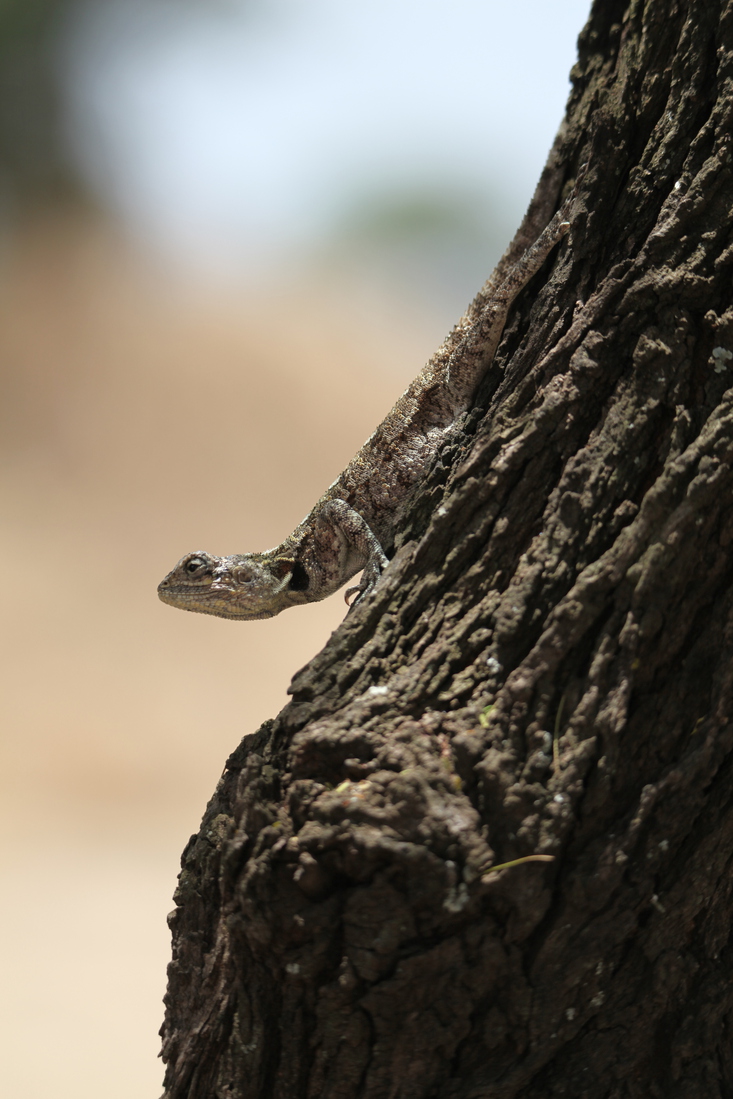 Serengeti N.P. Agama Aculeata (Agama Aculeata) (1399)