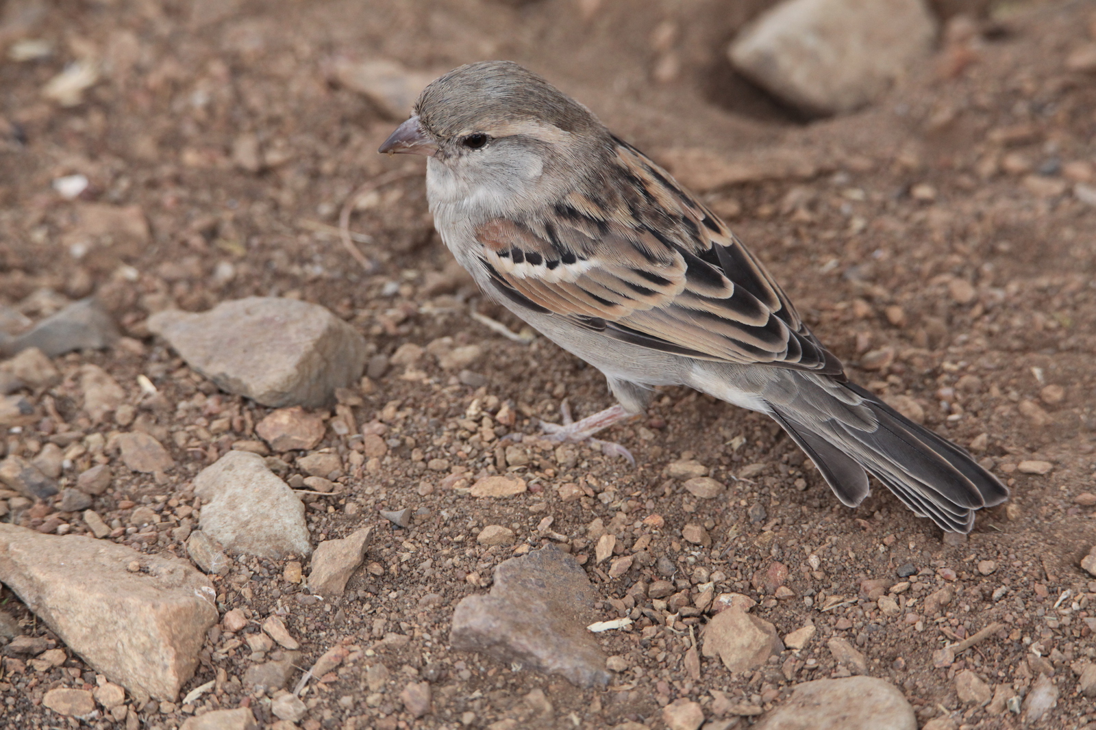 Serengeti N.P. Grijskopmus (Passer Griseus) (0954)