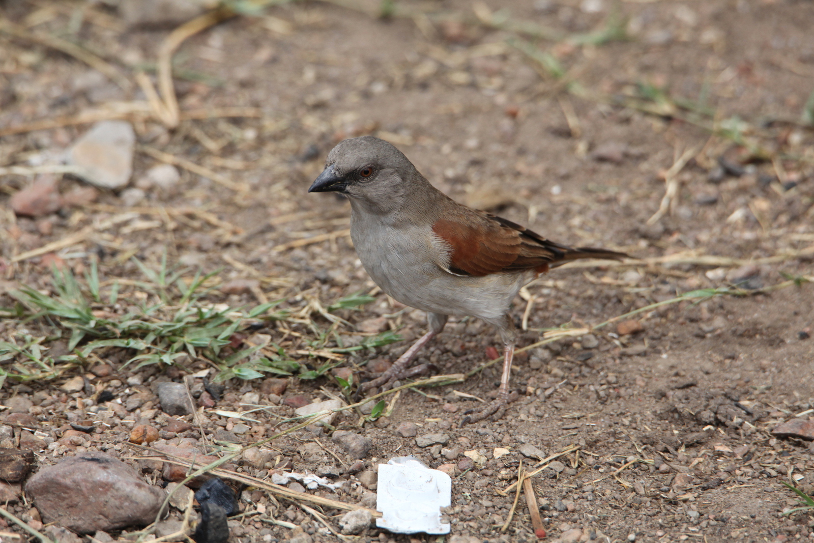 Serengeti N.P. Grijskopmus (Passer Griseus) (1428)