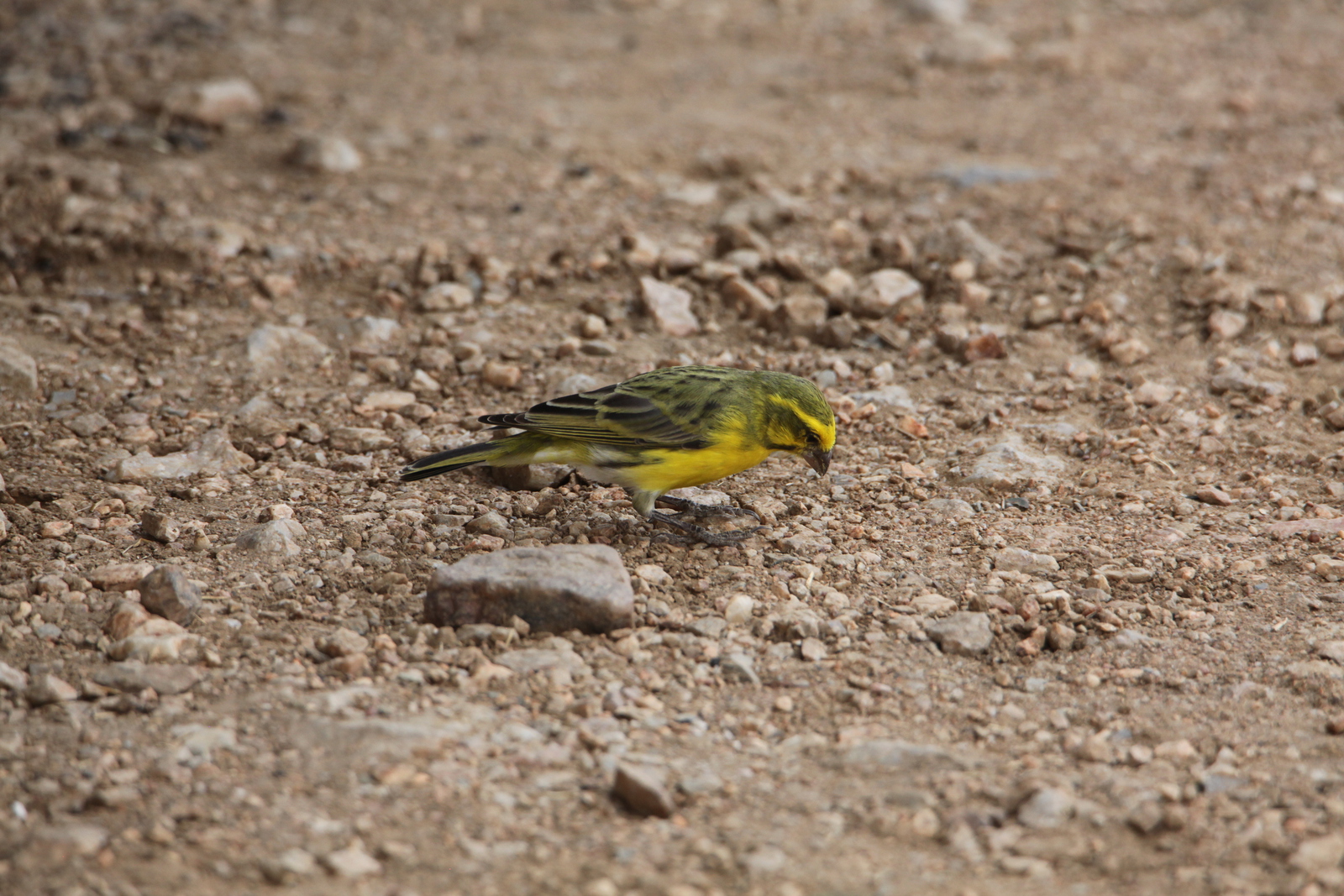 Serengeti N.P. Witbuikkanarie (Serinus Dorsostriatus) (1438)