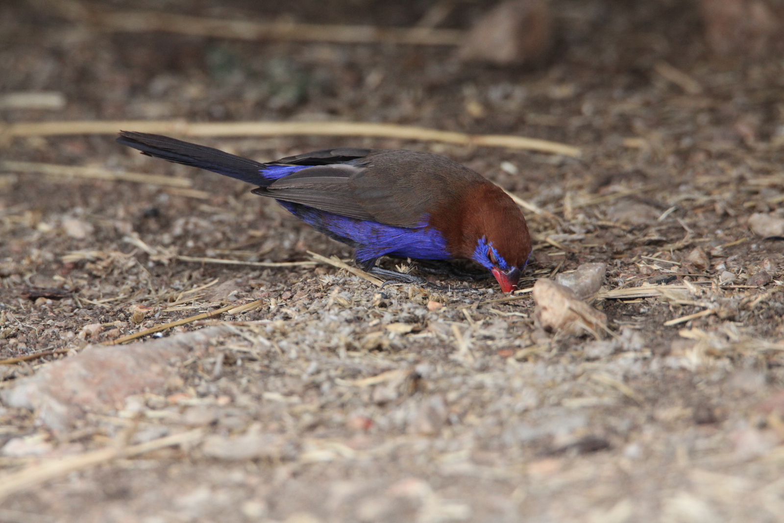 Serengeti N.P. Blauwbuikgranaatastrild (Uraeginthus Ianthinogaster) (1456)