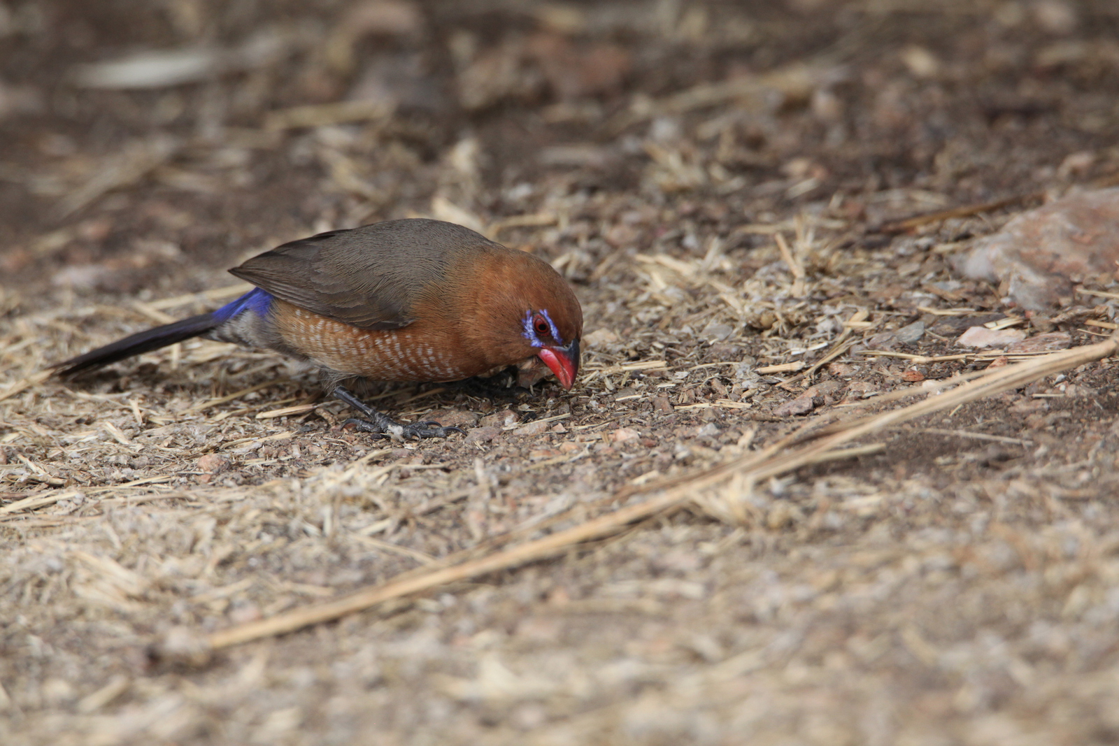 Serengeti N.P. Blauwbuikgranaatastrild (Uraeginthus Ianthinogaster) (1459)