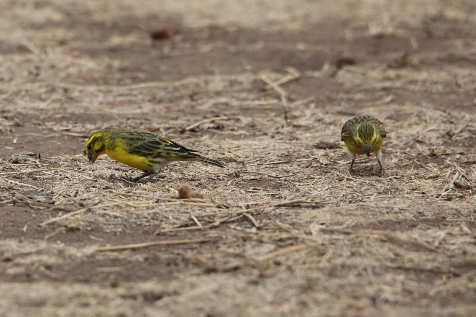 Serengeti N.P. Mozambiquesijs (Serinus Mozambicus) (1481)