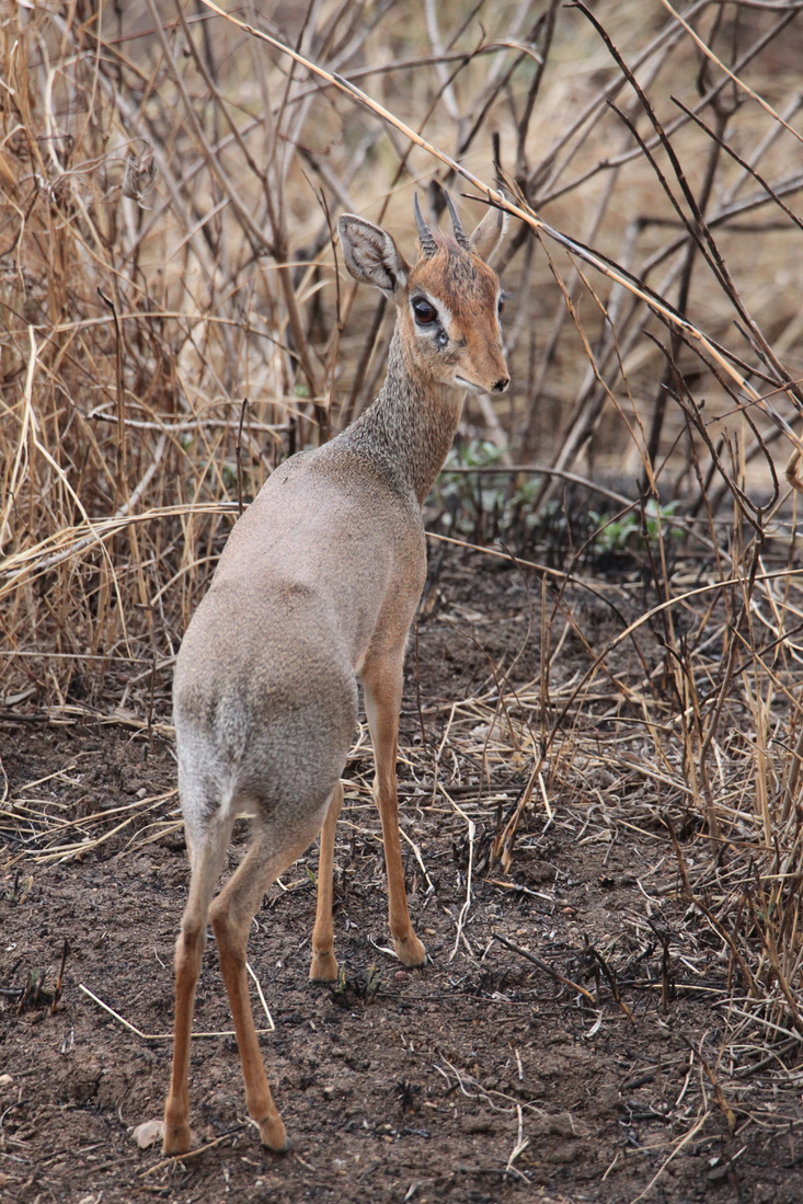 Serengeti N.P. Kirks Dikdik (Madoqua Kirkii) (1504)