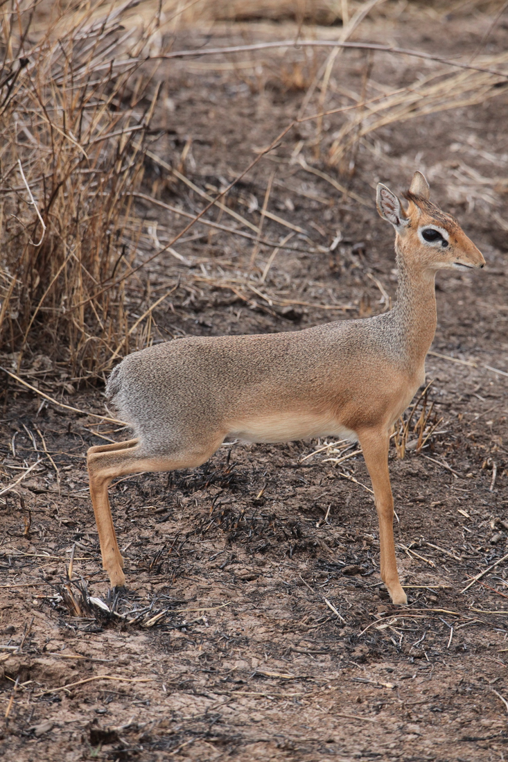 Serengeti N.P. Kirks Dikdik (Madoqua Kirkii) (1505)