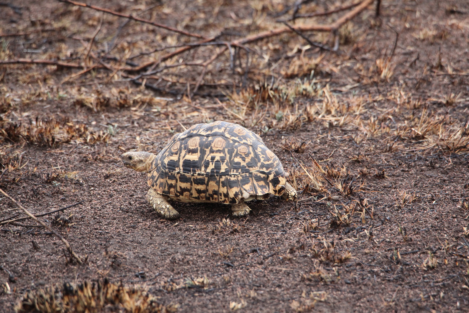 Serengeti N.P. Panterschildpad (Stigmochelys Pardalis) (1508)