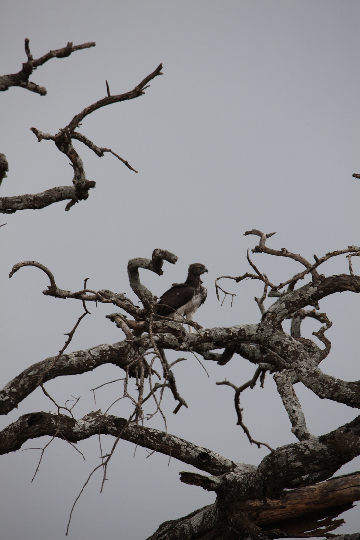 Serengeti N.P. Vechtarend (Polemaetus Bellicosus) (1523)