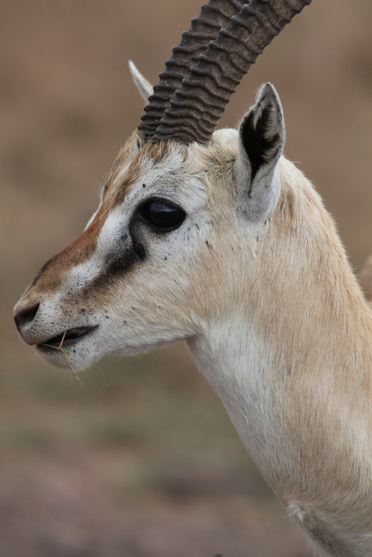 Ngorongoro Krater Grantgazelle (Nanger Granti) (1748)