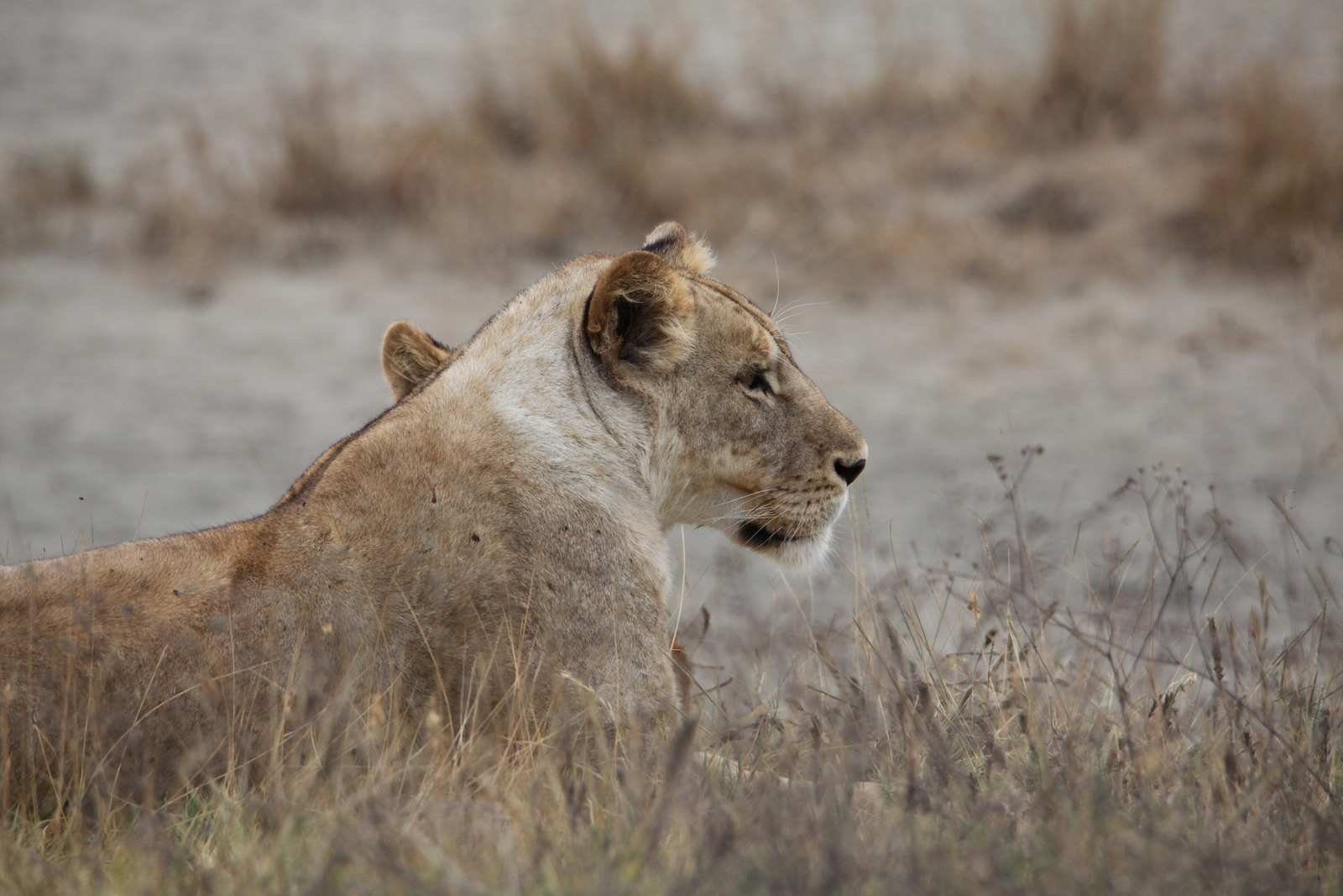 Ngorongoro Krater Leeuw ( Panthera Leo) (1752)