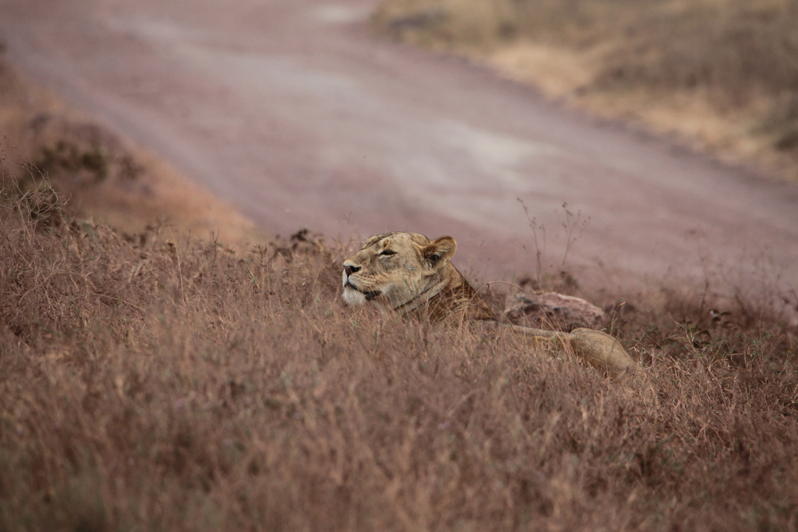 Ngorongoro Krater Leeuw ( Panthera Leo) (1754)