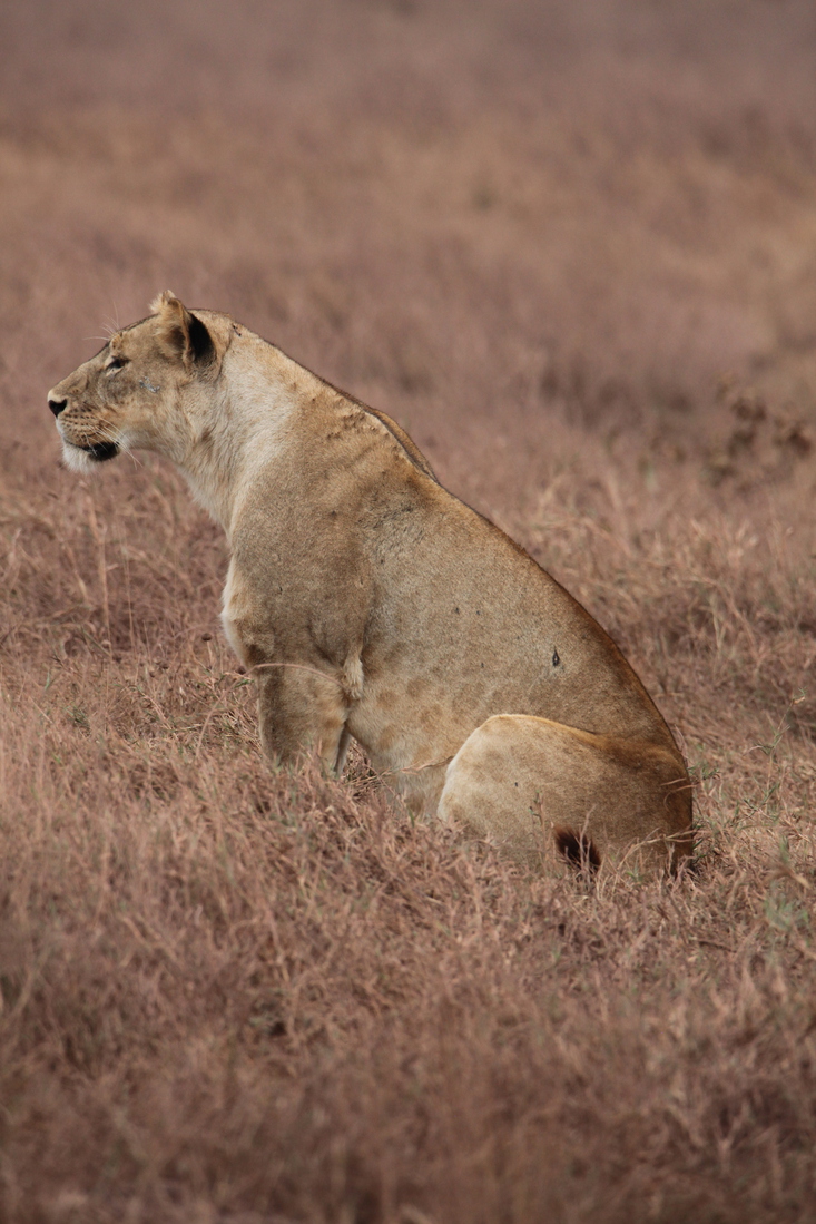 Ngorongoro Krater Leeuw ( Panthera Leo) (1758)