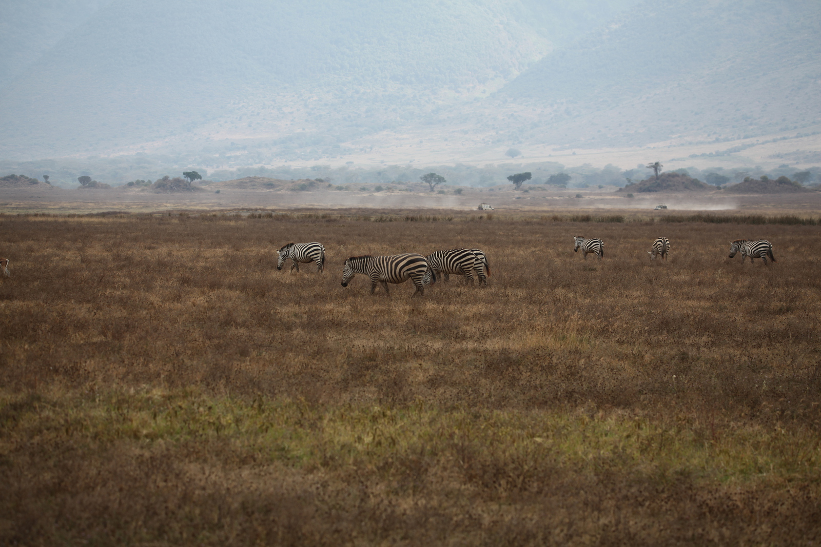 Ngorongoro Krater Steppezebra (Equus Quagga) (1739)