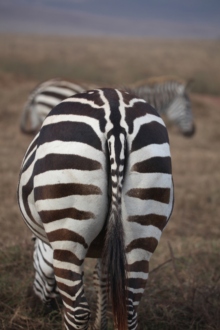 Ngorongoro Krater Steppezebra (Equus Quagga) (1912)