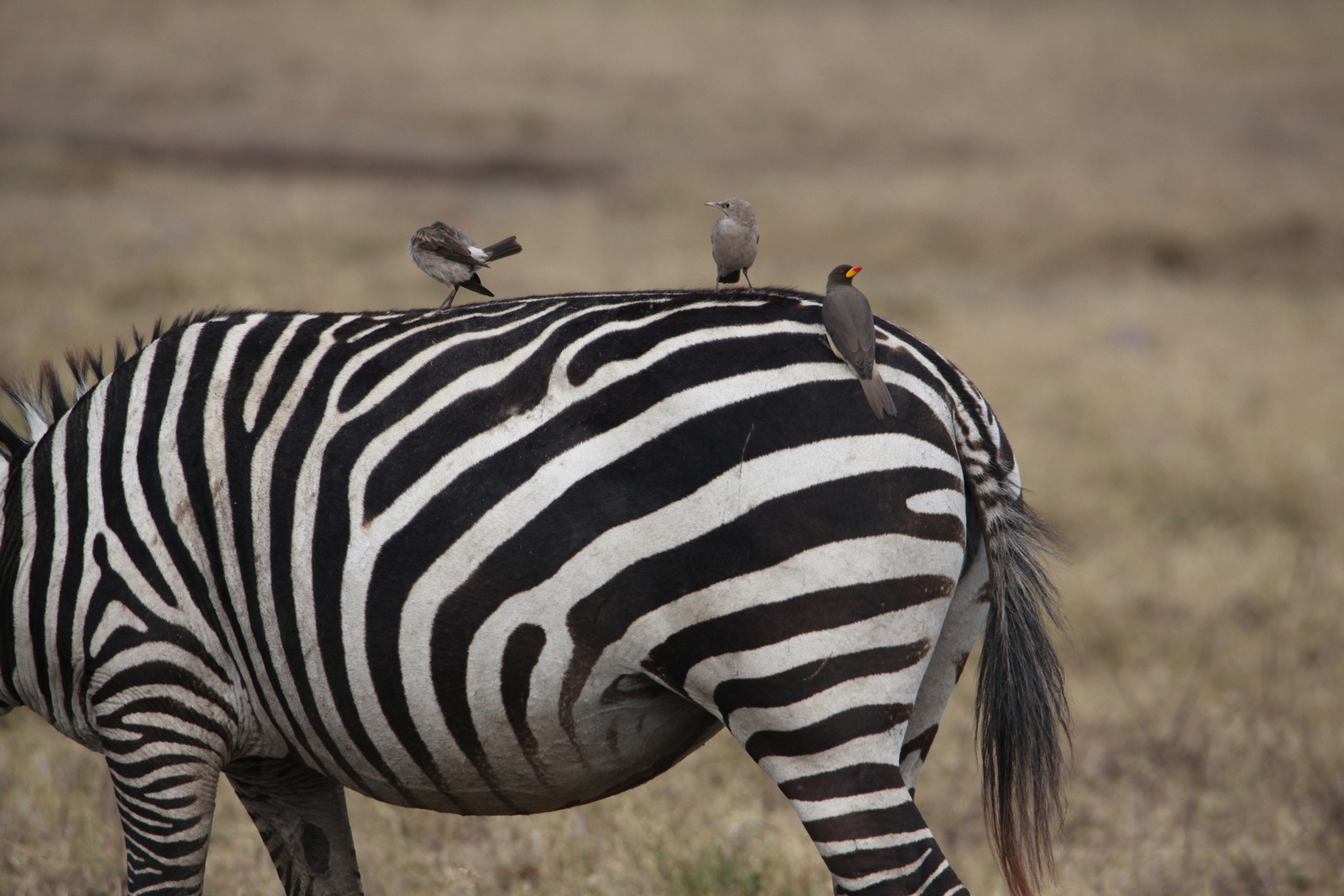 Ngorongoro Krater Steppezebra (Equus Quagga) (1936)