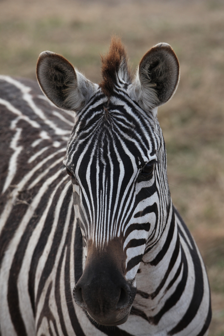 Ngorongoro Krater Steppezebra (Equus Quagga) (1947)