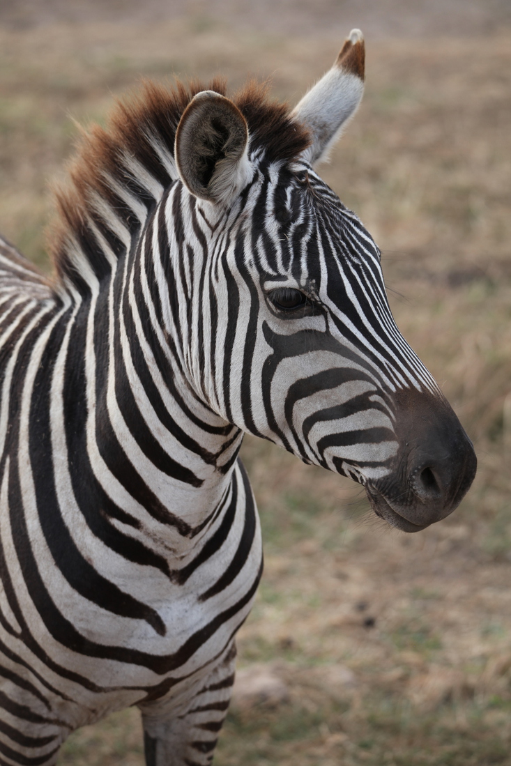 Ngorongoro Krater Steppezebra (Equus Quagga) (1948)