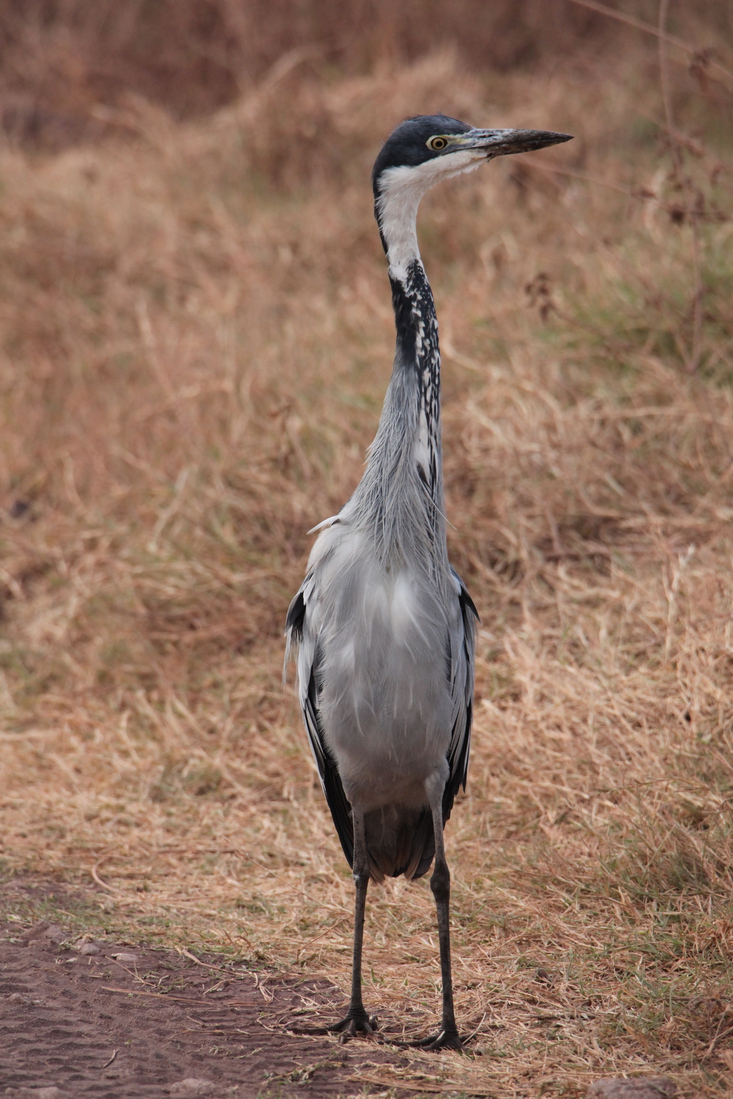 Ngorongoro Krater Blauwe Reiger (Ardea Cinerea) (1961)