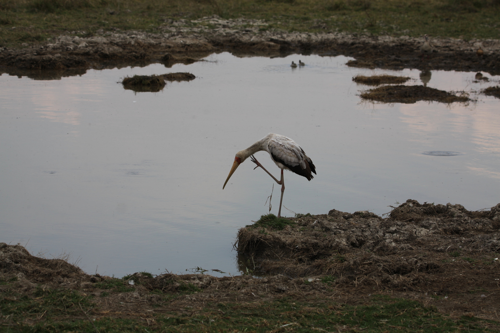 Ngorongoro Krater Afrikaanse Nimmerzat (Mycteria Ibis) (1809)