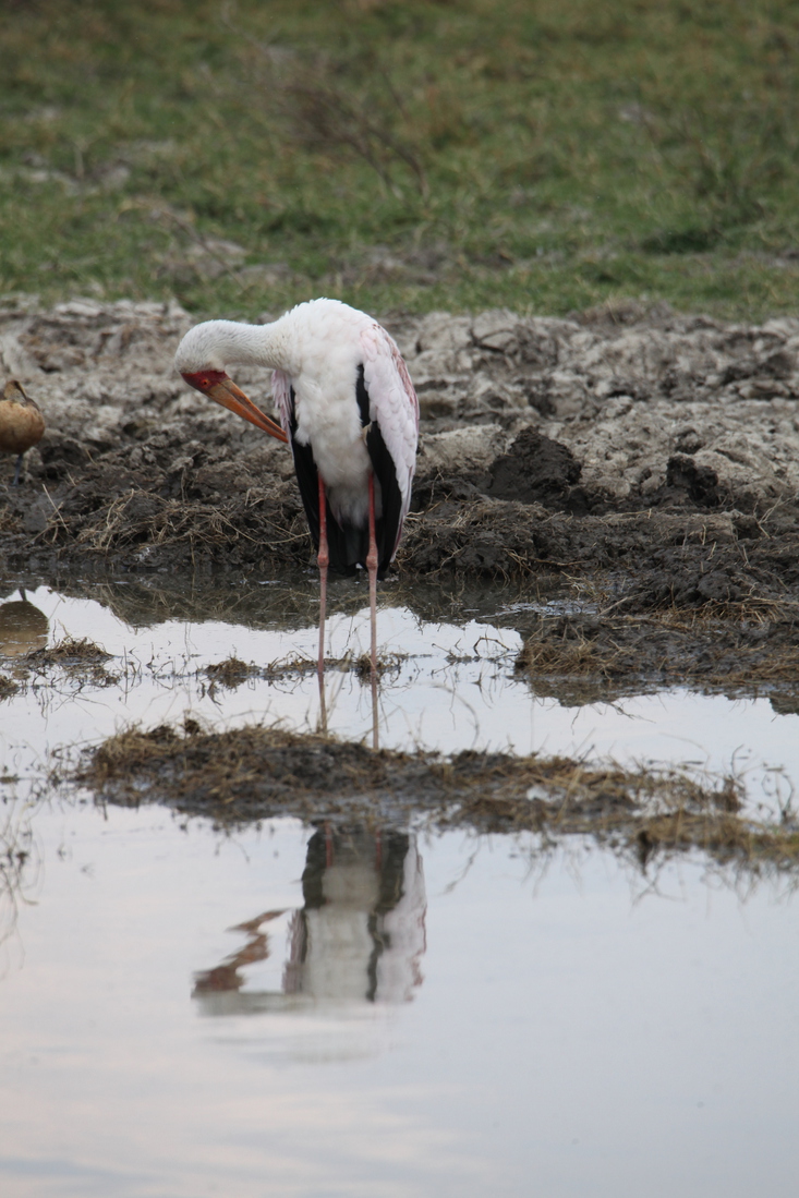 Ngorongoro Krater Afrikaanse Nimmerzat (Mycteria Ibis) (1810)