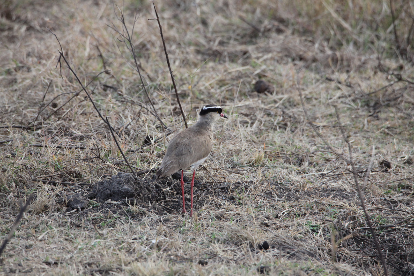 Ngorongoro Krater Diadeemkievit (Vanellus Coronatus) (1907)