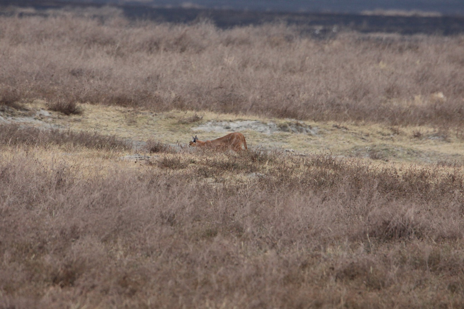 Ngorongoro Krater Caracal (Felis Caracal) (1797)